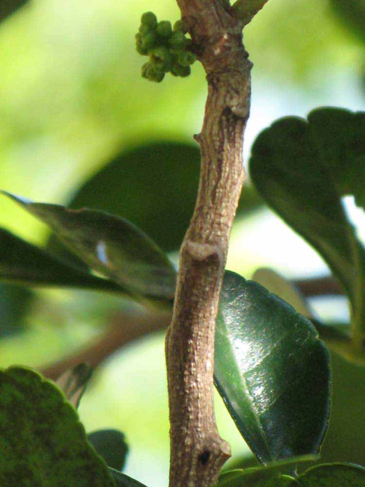                 Second - third year twig (Winter Haven,   FL)       